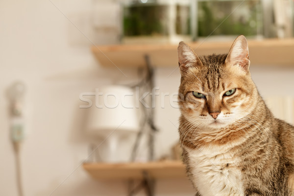 Mérges macska boldogtalan áll asztal otthon Stock fotó © elwynn
