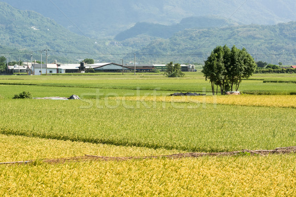 сельский декораций риса фермы Тайвань Сток-фото © elwynn