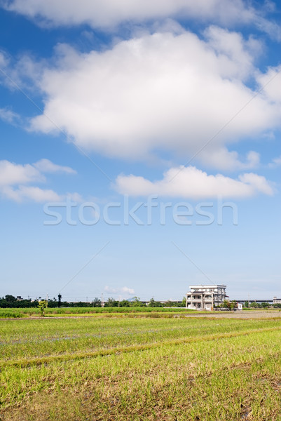 rural scenery Stock photo © elwynn