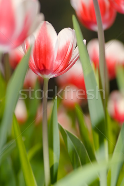 Tulip Stock photo © elwynn