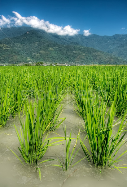 Schönen Ackerland Reis Wasser Berg weit Stock foto © elwynn