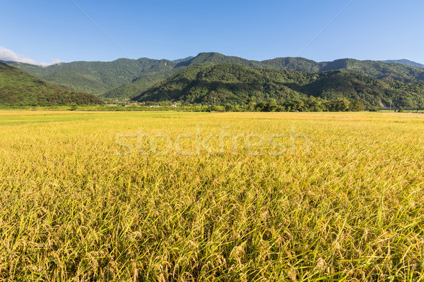 Landscape of paddy farm Stock photo © elwynn