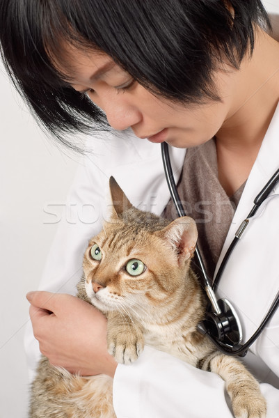 Tăiat pisică drăguţ animal medic Imagine de stoc © elwynn