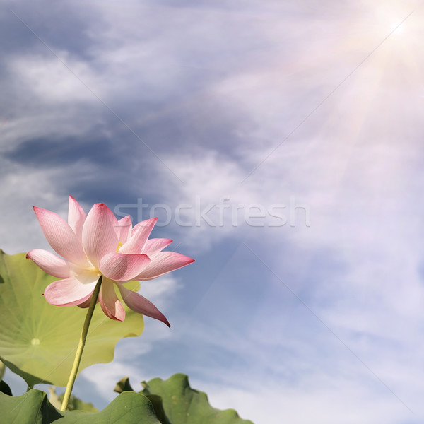 lotus farm Stock photo © elwynn
