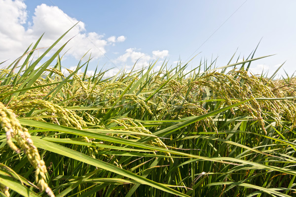 Rural scenery of paddy Stock photo © elwynn