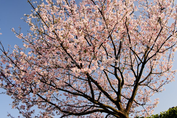 Bella sakura albero rosa fiori cielo blu Foto d'archivio © elwynn