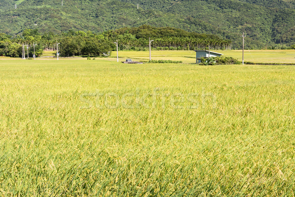 paddy farm Stock photo © elwynn