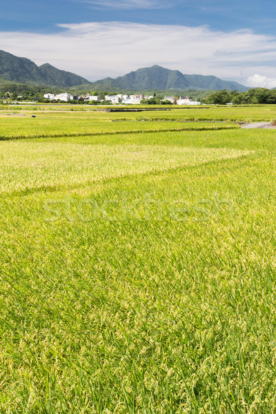 paddy farm Stock photo © elwynn