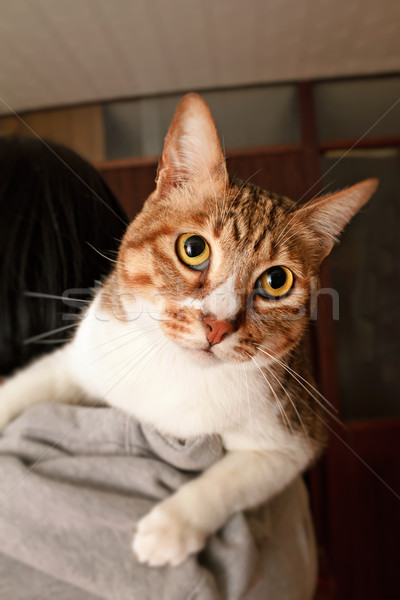 Scapa pisică umar acasă copil Imagine de stoc © elwynn