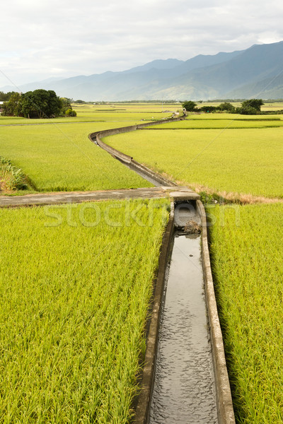 golden paddy rice farm Stock photo © elwynn