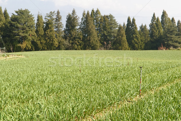 Rural scenery Stock photo © elwynn