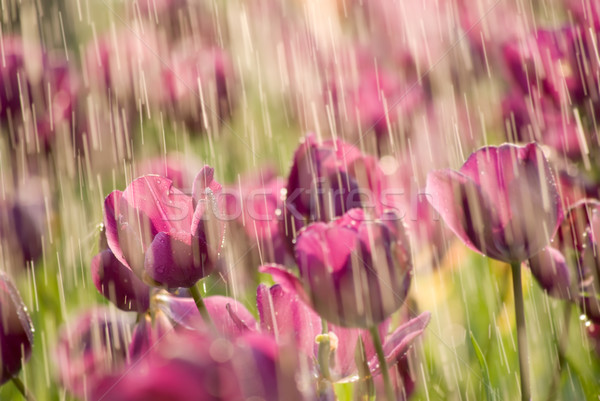 tulip rain Stock photo © elwynn