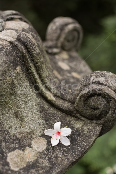 Tradicional Asia piedra linterna jardín flor Foto stock © elwynn