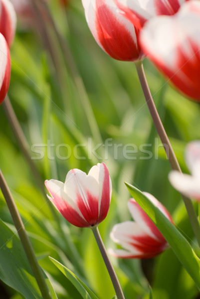 Tulipan ogród czerwone kwiaty zielone kolor dzień Zdjęcia stock © elwynn