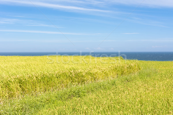 Paddy terrace farm near the sea Stock photo © elwynn