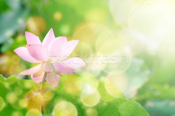 Lotus flower Stock photo © elwynn