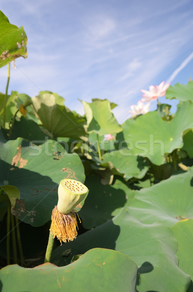 Fruit of lotus Stock photo © elwynn