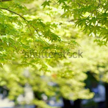 Natur grünen Ahorn Freien Frühling Wald Stock foto © elwynn