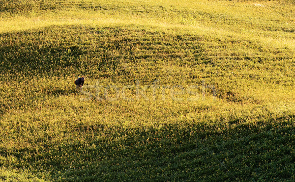 Agriculture scenery Stock photo © elwynn