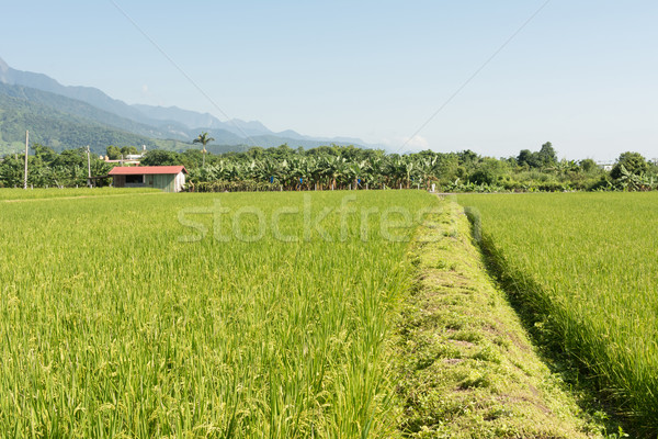 Rural scenery Stock photo © elwynn