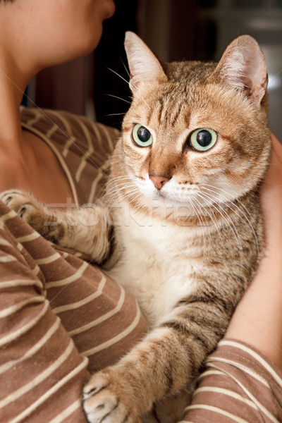 Drăguţ pisică vizionarea uita braţ acasă Imagine de stoc © elwynn