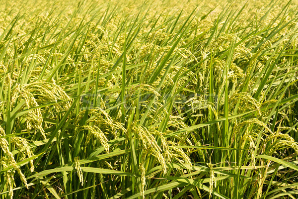 Golden paddy rice farm Stock photo © elwynn