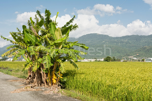 Ländlichen Landschaft Bananen Baum Reis Bauernhof Stock foto © elwynn