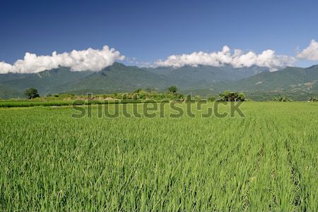 Colorful rural scenery Stock photo © elwynn