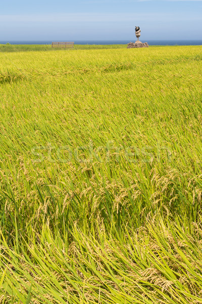 Paddy terrace farm near the sea Stock photo © elwynn