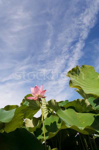 lotus Stock photo © elwynn