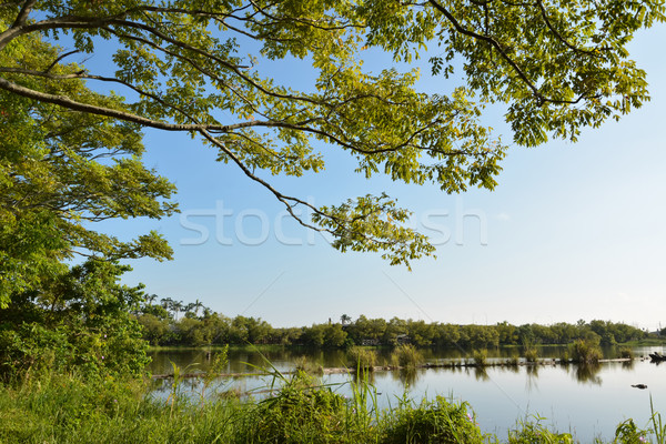 Lac bois étang coup foresterie culture Photo stock © elwynn