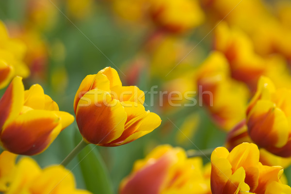 Tulips Stock photo © elwynn