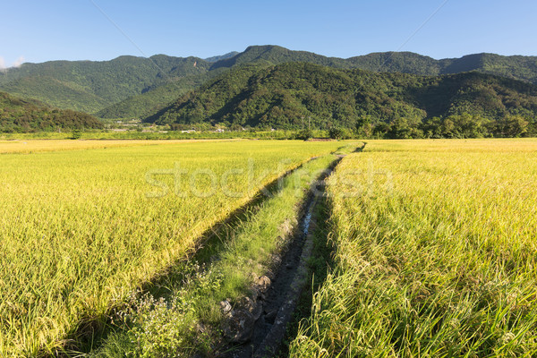 Landscape of paddy farm Stock photo © elwynn