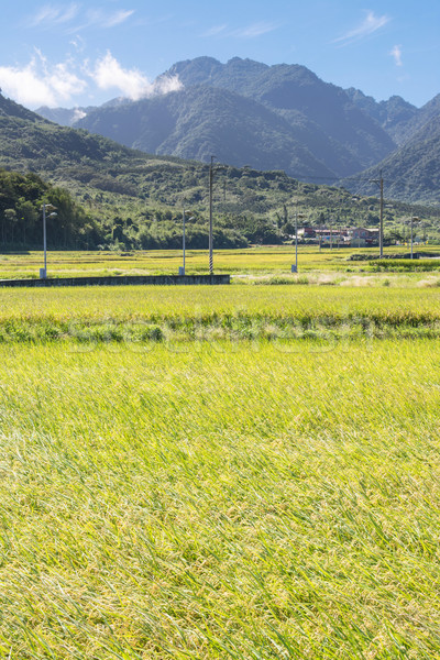 paddy farm Stock photo © elwynn