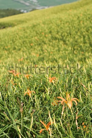 beautiful tiger lily farm Stock photo © elwynn