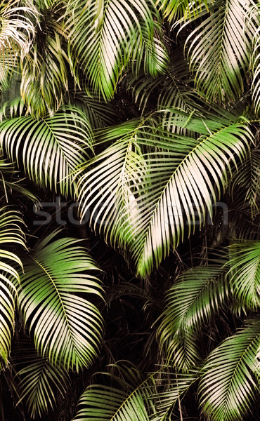 Jungle background Stock photo © elwynn