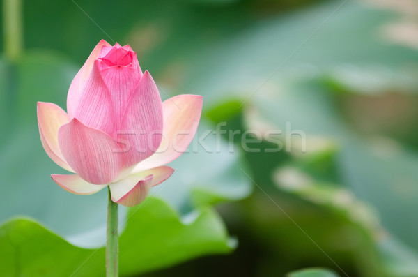 Lotus flower Stock photo © elwynn