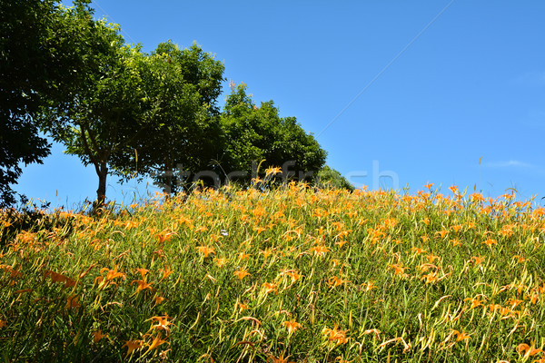 Field of tiger lily Stock photo © elwynn