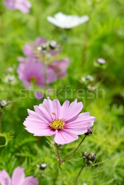 Colorful garden with flowers Stock photo © elwynn