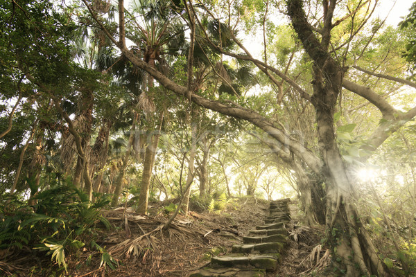 Forest pathway with stairs Stock photo © elwynn