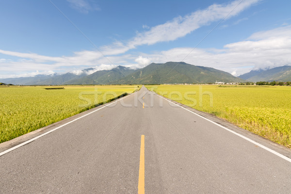 Road in rural Stock photo © elwynn