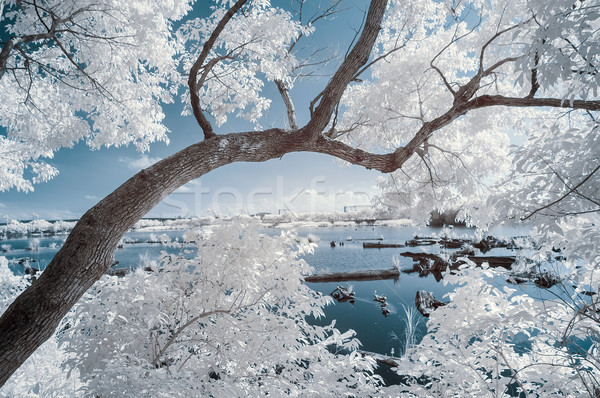 Panorama foresta stagno infrarossi fotografia acqua Foto d'archivio © elwynn