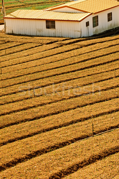 Jaune ferme maison domaine pays paysage [[stock_photo]] © elwynn