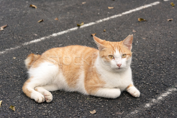 кошки городского город улице оранжевый котенка Сток-фото © elwynn