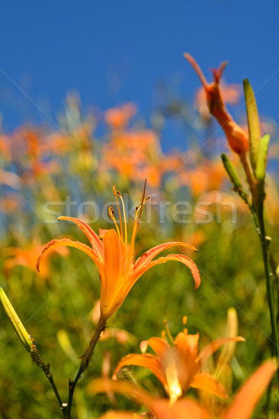 Tiger lily Stock photo © elwynn