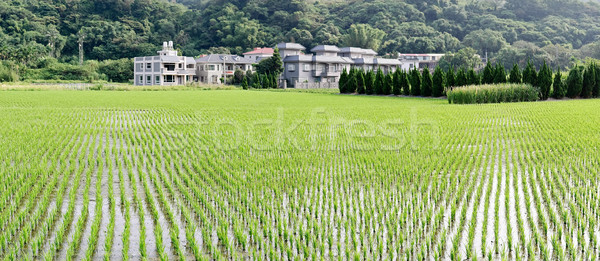 Rural paysages panorama vert ferme arbres [[stock_photo]] © elwynn