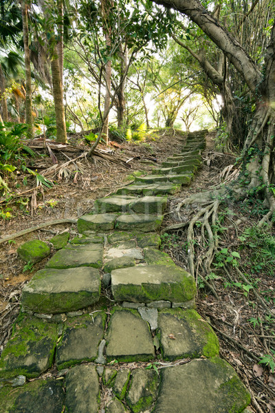 Forest pathway with stairs Stock photo © elwynn