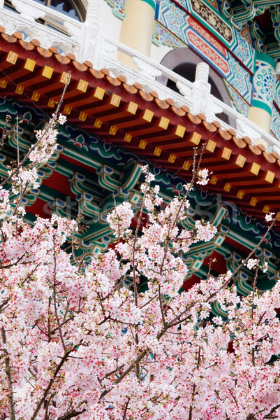 Sakura albero cinese tradizionale tempio focus Foto d'archivio © elwynn