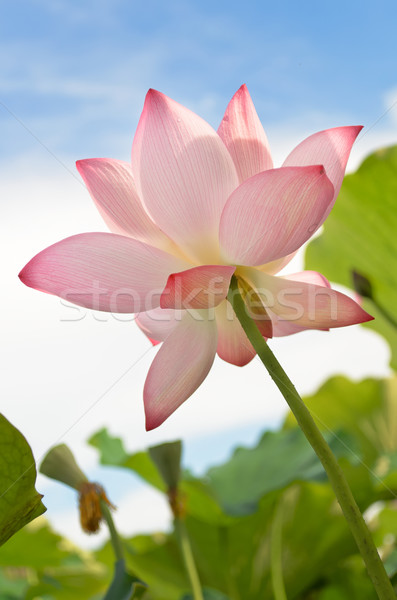 Lotus paysage nature flore [[stock_photo]] © elwynn