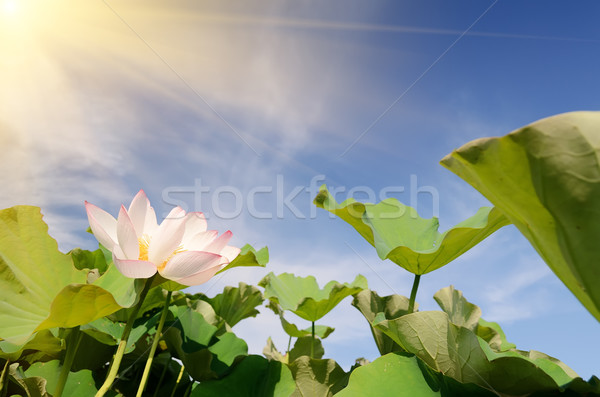 Lotus flowers Stock photo © elwynn